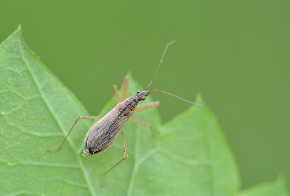 Nabis rugosus - foltoslábú tolvajpoloska