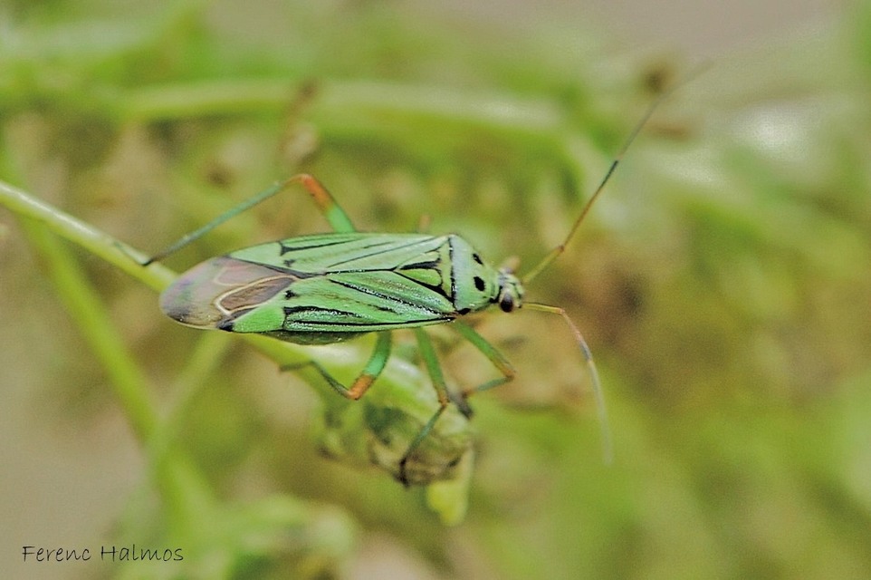 Mermitelocerus schmidtii