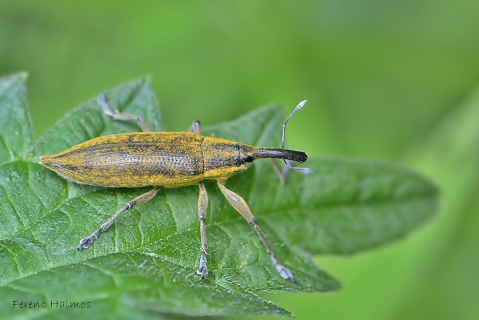 Lixus iridis - bürökfúró dudvabarkó