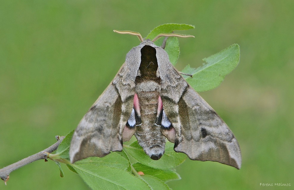 Smerinthus ocellatus - esti pávaszem