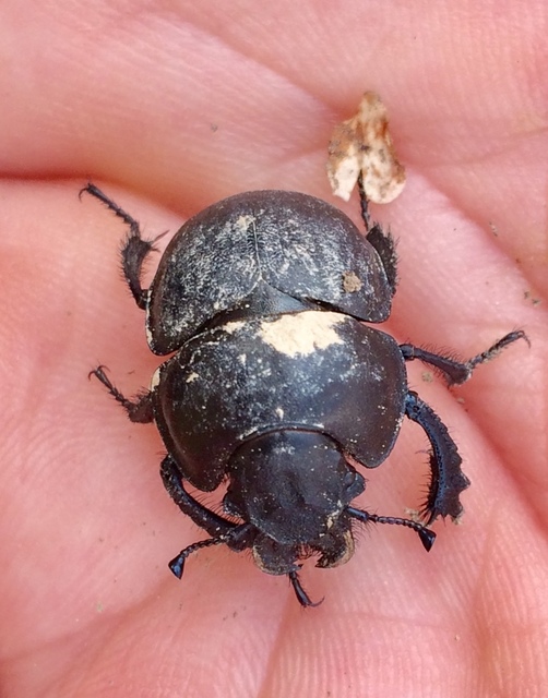 Lethrus apterus - nagyfejű csajkó