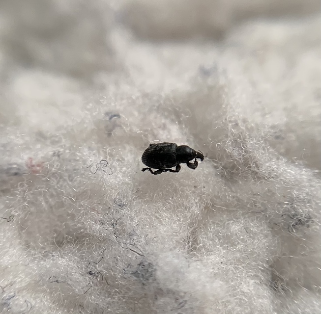 Smicronyx coecus - egykarmú arankaormányos