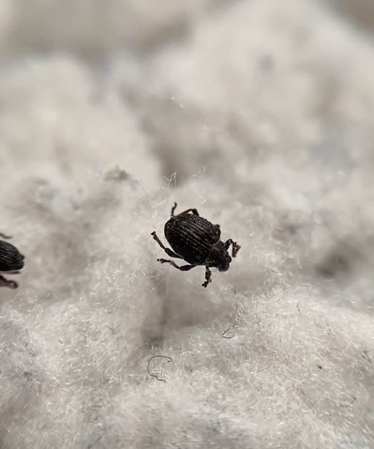 Neophytobius muricatus - tüskéshátú keserűfű-ormányos