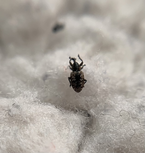 Smicronyx jungermanniae - közönséges arankaormányos