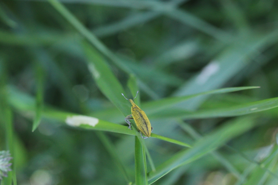 Lixus iridis - bürökfúró dudvabarkó
