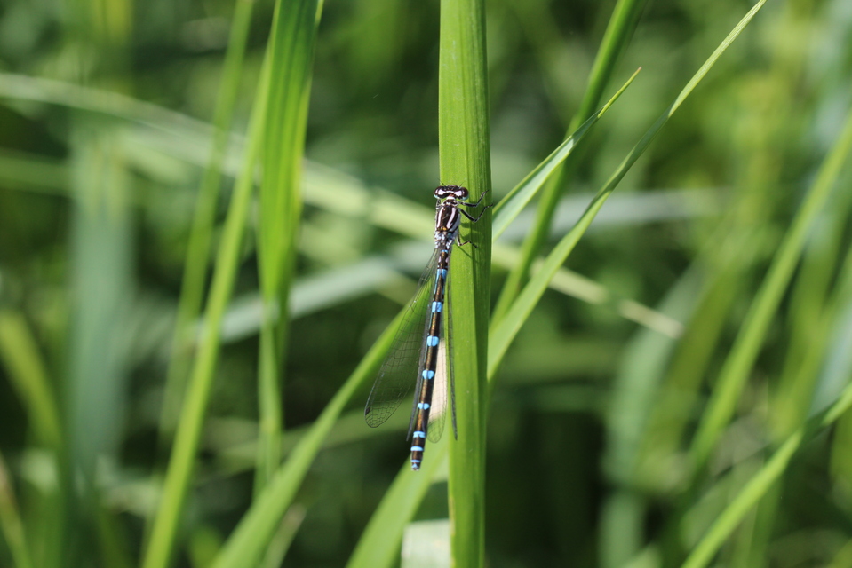 Coenagrion ornatum - díszes légivadász