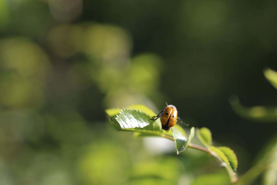 Lachnaia sexpunctata - szőrösnyakú zsákhordóbogár