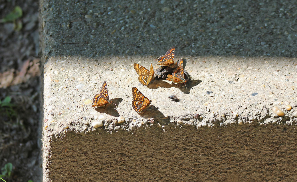 Euphydryas maturna - díszes tarkalepke