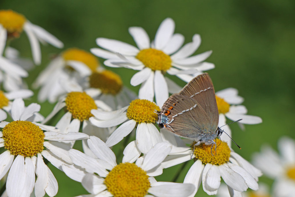 Satyrium spini - kökény-csücsköslepke