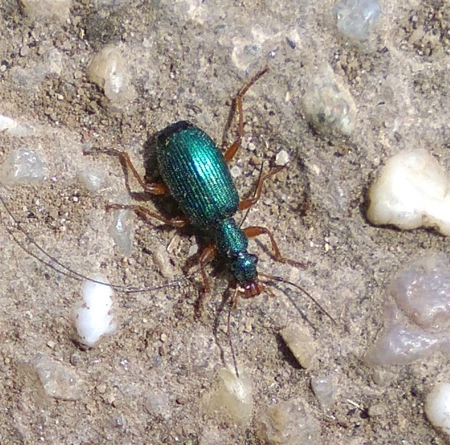 Drypta dentata - atlaszfutó
