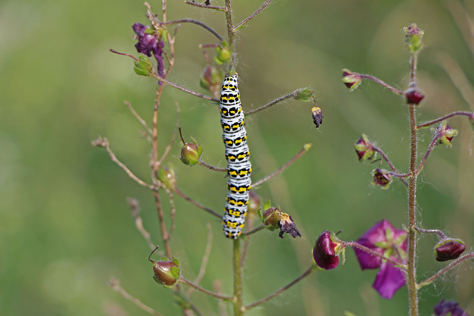 Shargacucullia gozmanyi/scrophulariae/verbasci