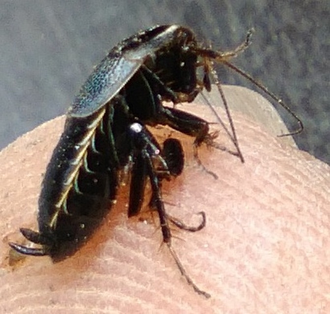 Phyllodromica megerlei - pontozott avarcsótány