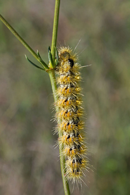 Rhyparia purpurata - bíborszínű medvelepke