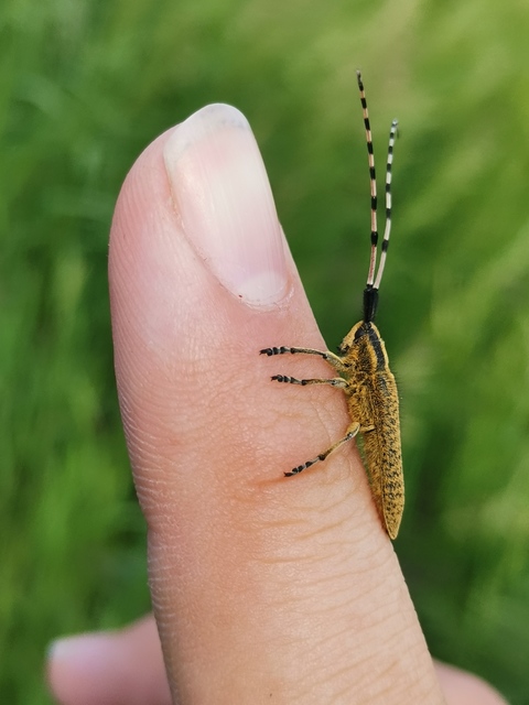 Agapanthia dahli - sárgagyűrűs bogáncscincér