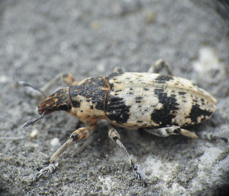 Bothynoderes affinis - sávos barkó