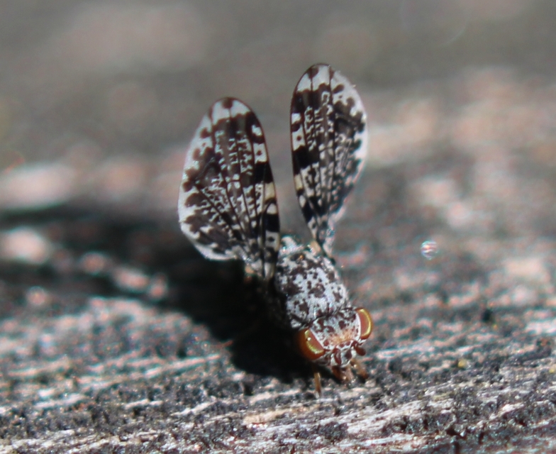 Callopistromyia annulipes - pávalégy