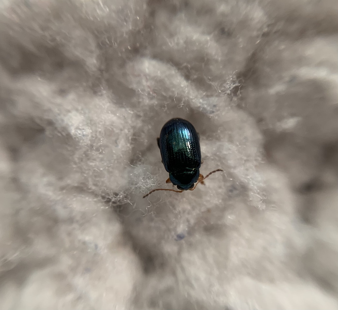 Crepidodera aurea - nagy nyár-földibolha