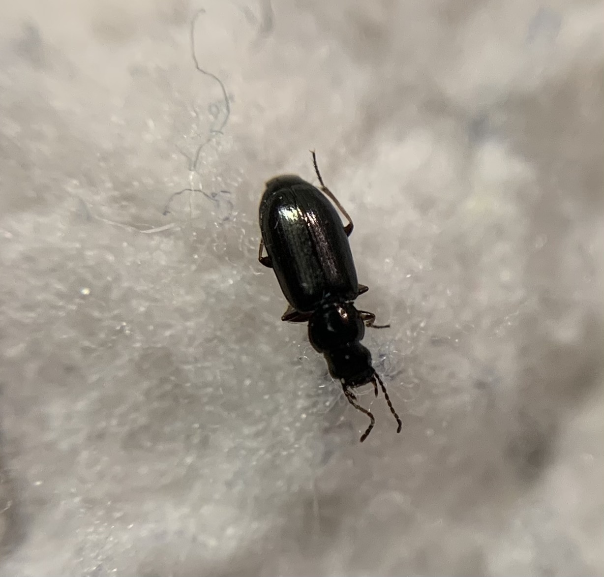 Amblystomus niger - fekete árvafutonc