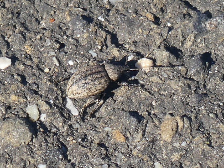 Otiorhynchus ligustici - vincellér-gyalogormányos