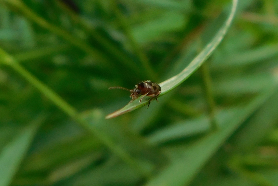 Notoxus monoceros - sárgahasú nyakszarvúbogár