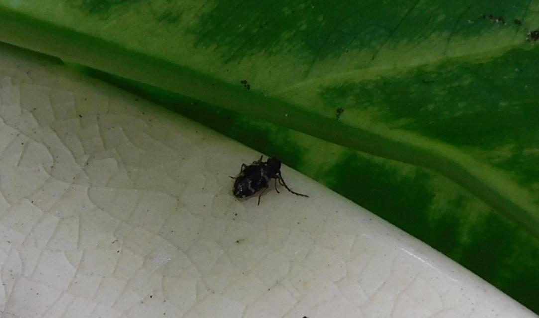 Ptinus rufipes - vöröslábú tolvajbogár