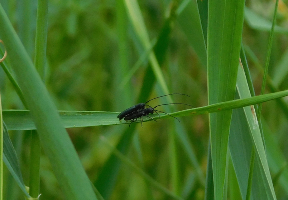 Theophilea subcylindricollis - hengeres szalmacincér