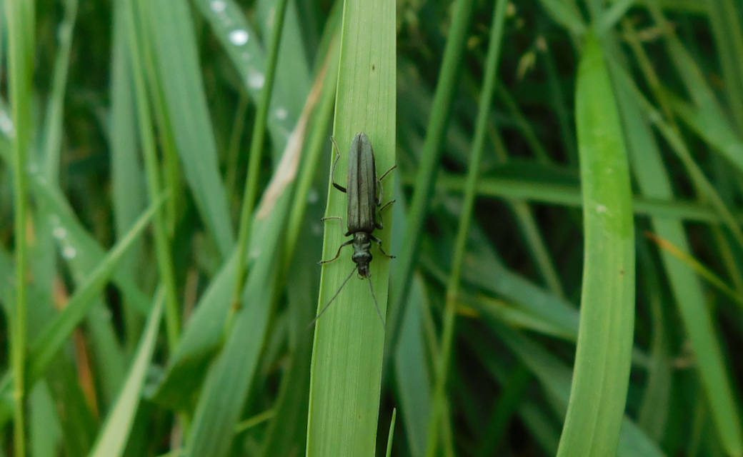 Oedemera virescens - zöldes álcincér