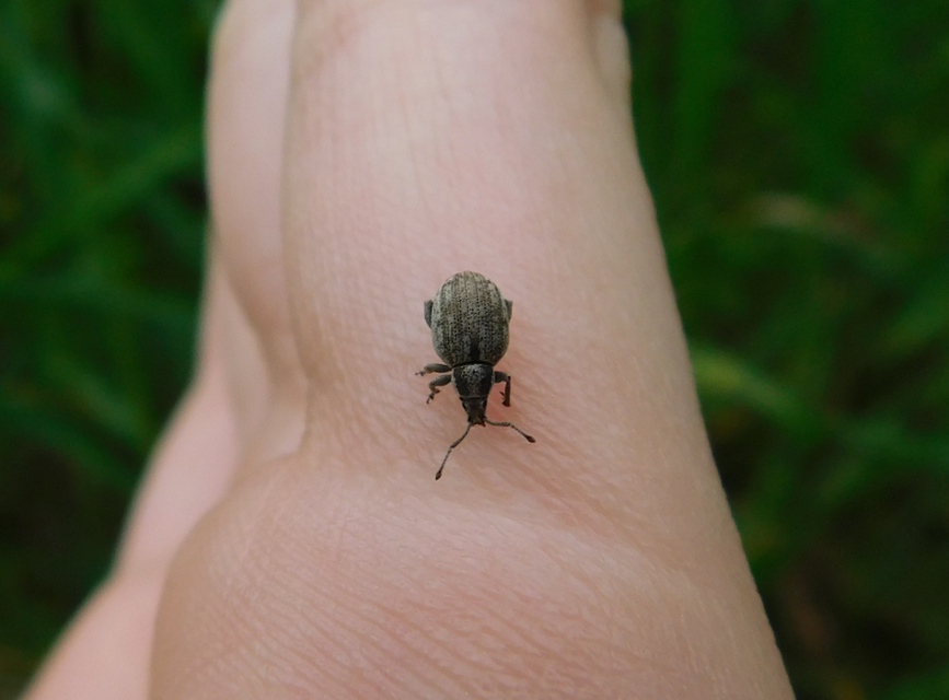 Peritelus familiaris - nagy kendermagbogár