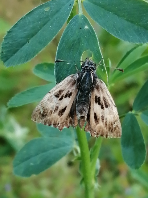 Carcharodus alceae - mályva-busalepke