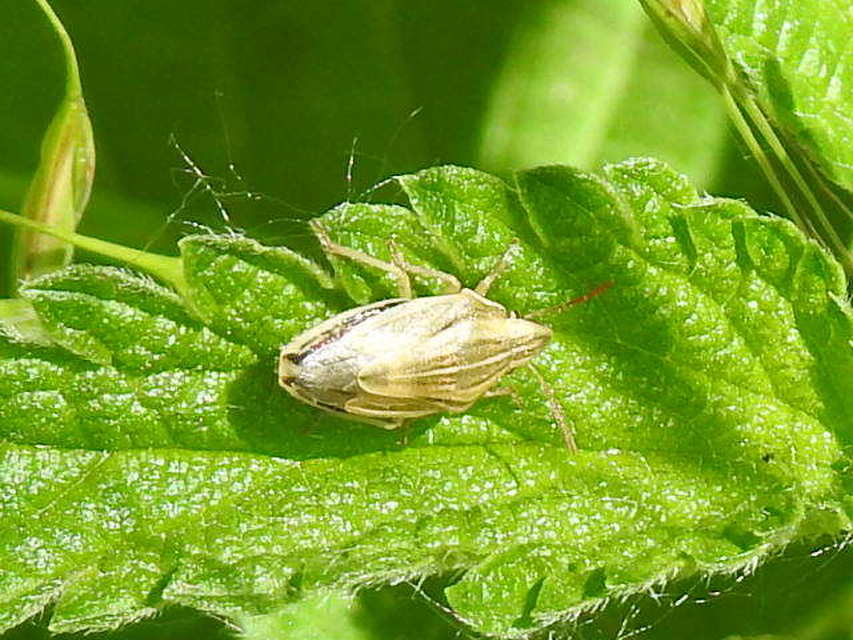 Aelia acuminata - közönséges szipolypoloska Aelia acuminata - közönséges szipolypoloska