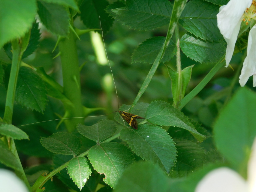 Nemophora degeerella - pompás tőrösmoly