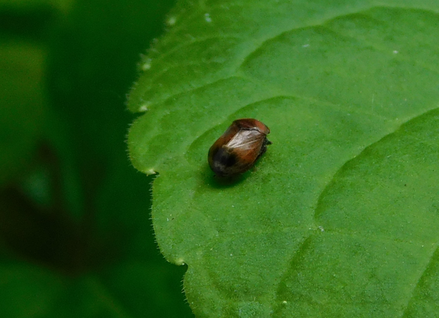 Penthimia nigra - fekete kabóca Penthimia nigra - fekete kabóca