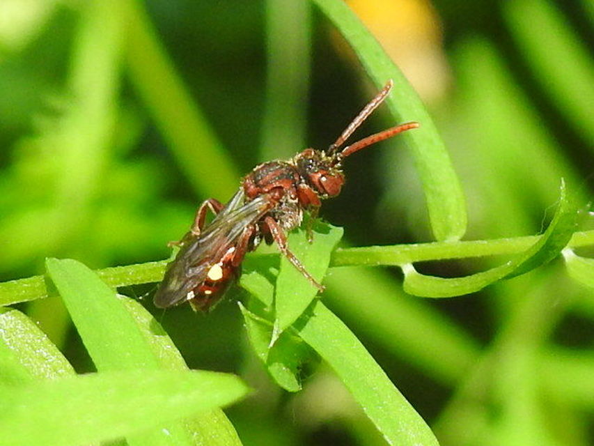 Nomada