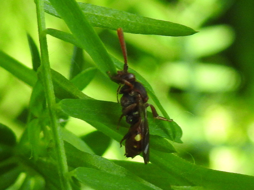 Nomada
