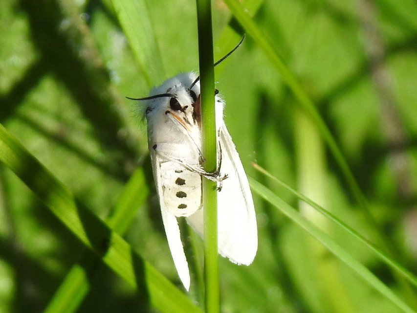 Diaphora mendica - felemás medvelepke