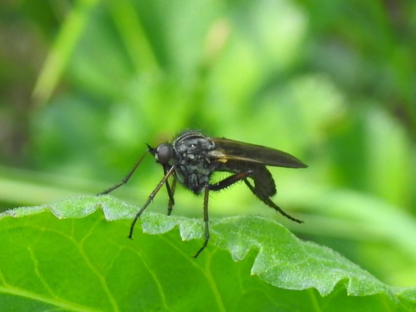 Empis tessellata - kockás táncoslégy