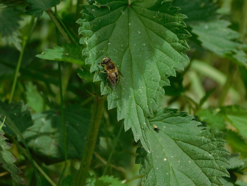 Eristalis tenax - közönséges herelégy