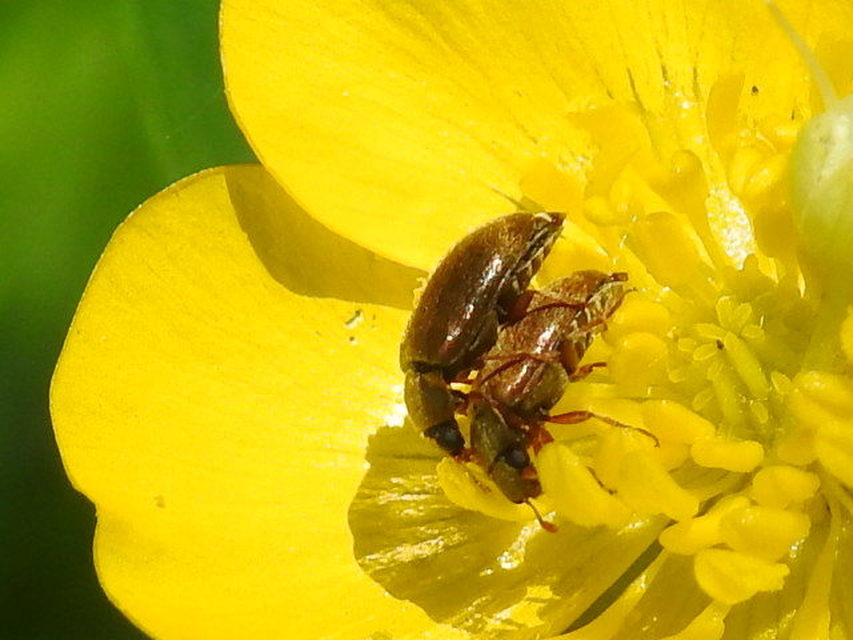 Byturus ochraceus - gyömbérgyökérbogár