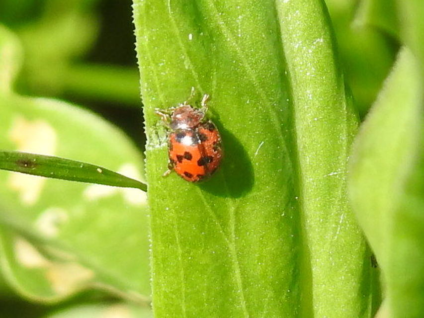 Subcoccinella vigintiquatuorpunctata - lucernaböde
