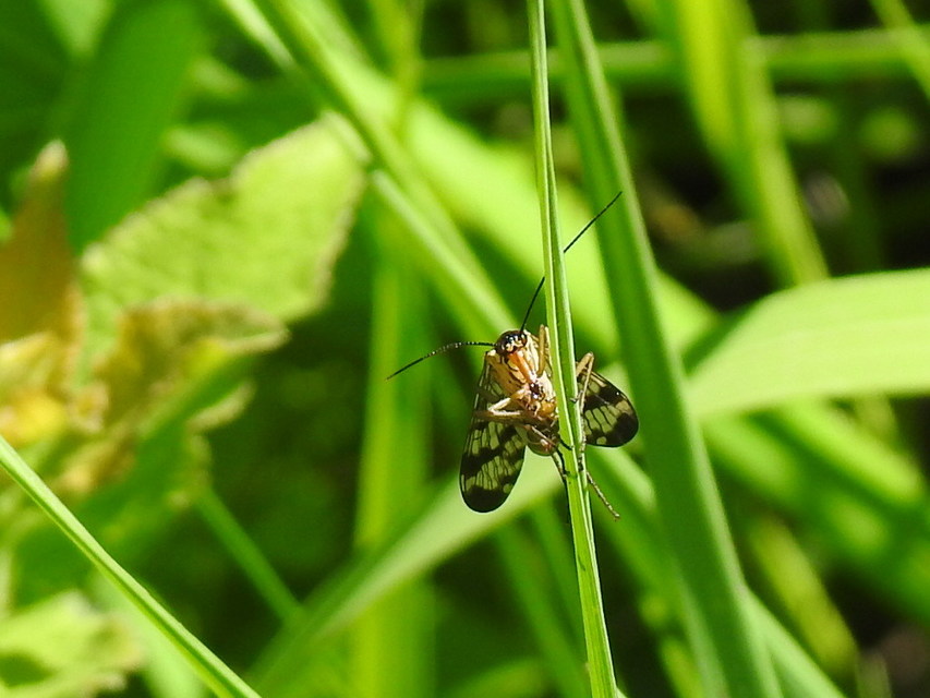 Panorpa vulgaris