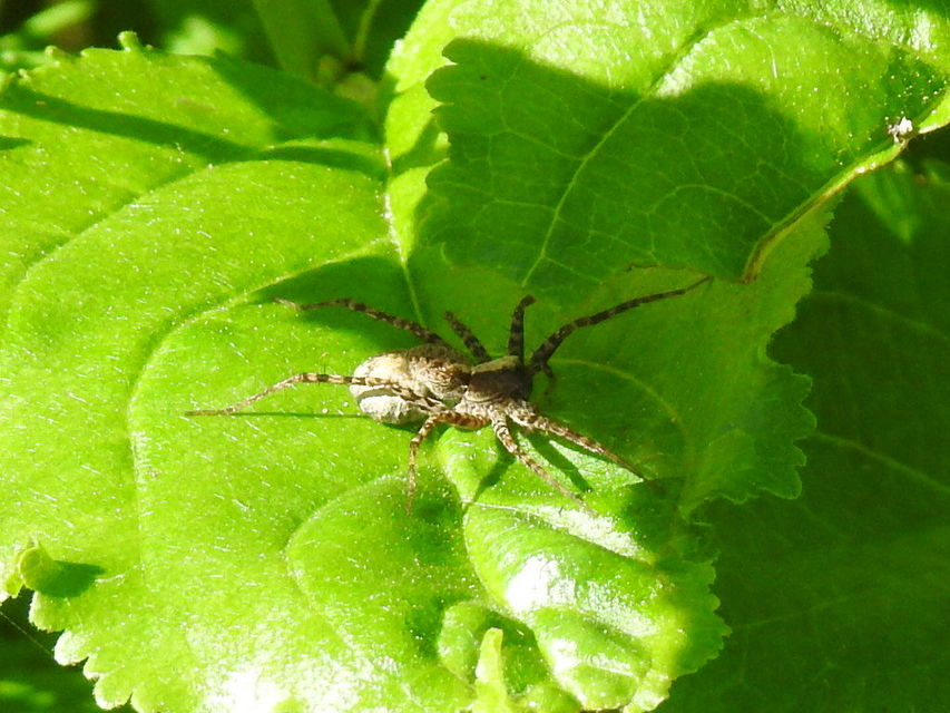 Pardosa alacris/lugubris