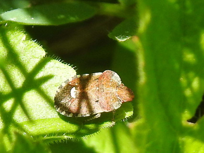 Dyroderes umbraculatus Dyroderes umbraculatus