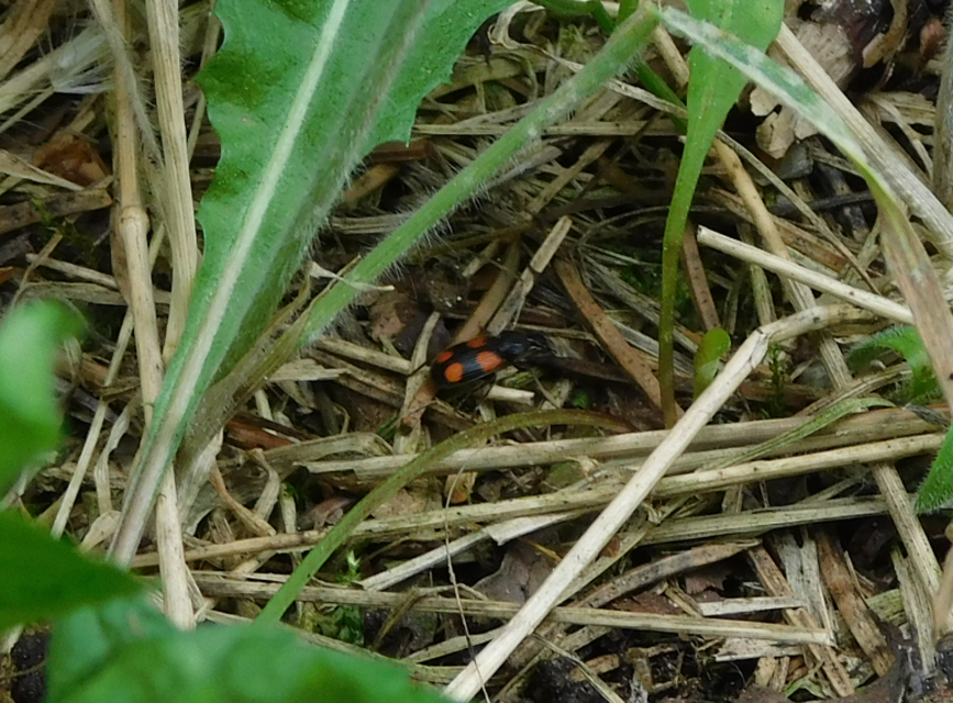 Panagaeus bipustulatus - kis keresztesfutó