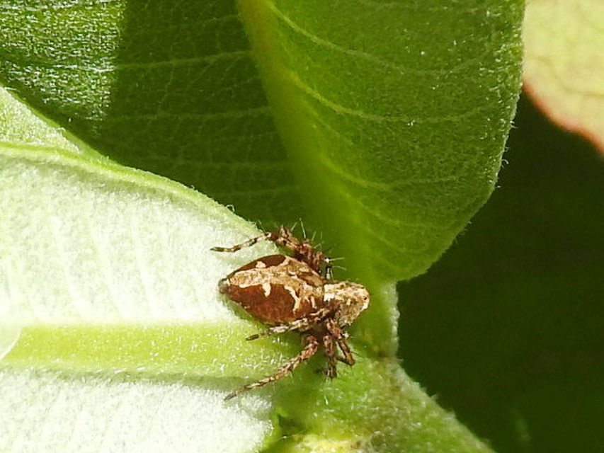 Oxyopes