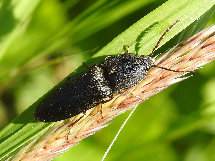 Neopristilophus insitivus - lapos pattanó