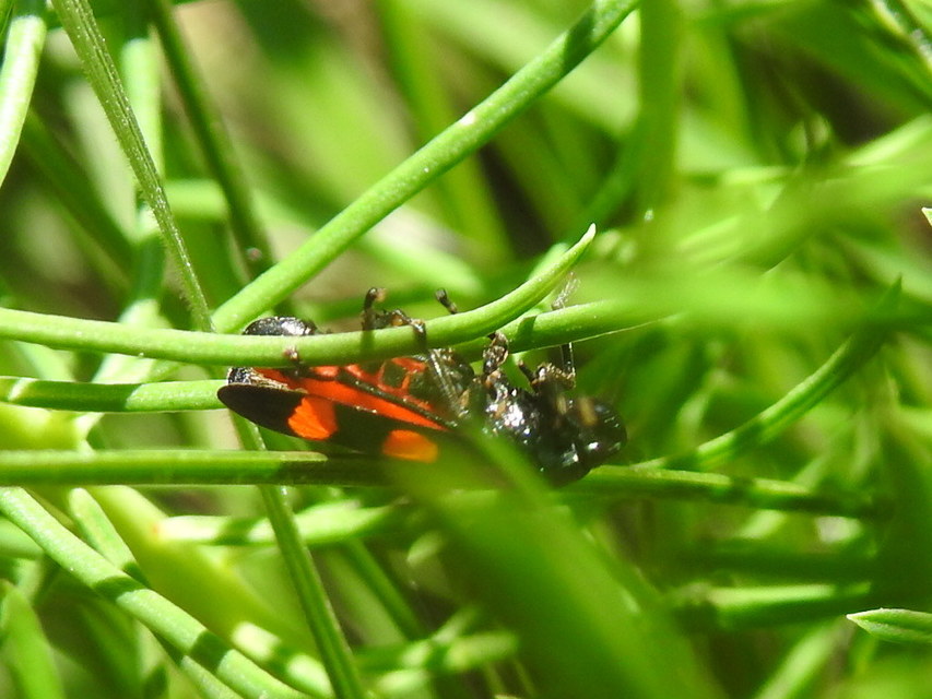 Cercopis arcuata/sanguinolenta