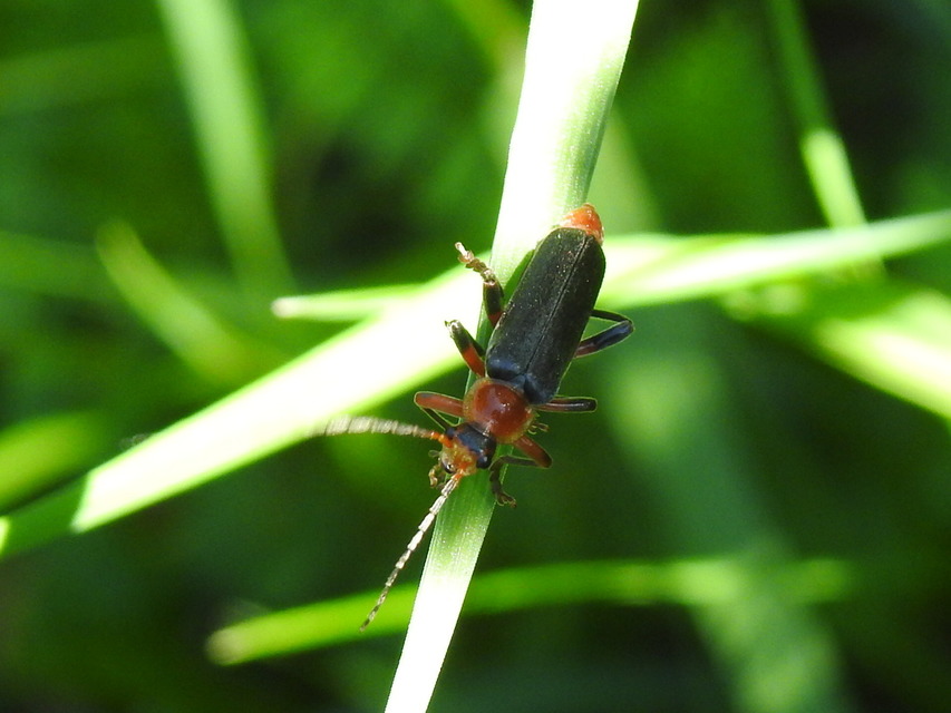 Cantharis livida - mezei lágybogár