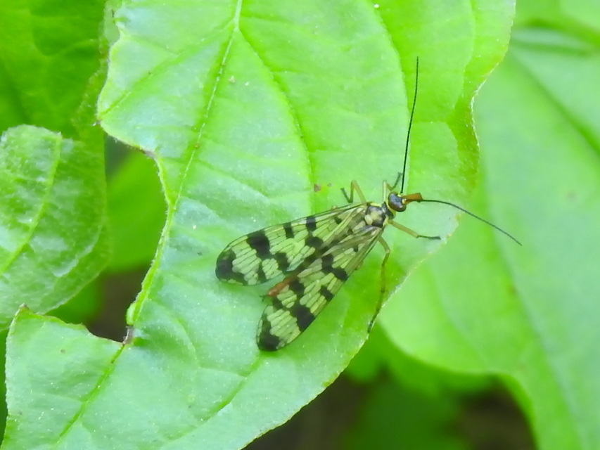 Panorpa vulgaris