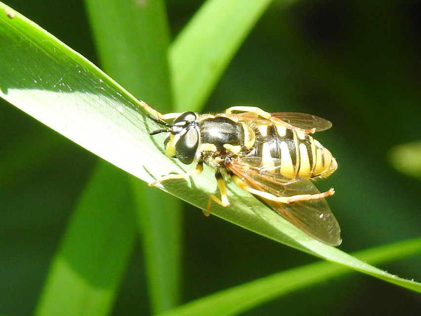 Chrysotoxum