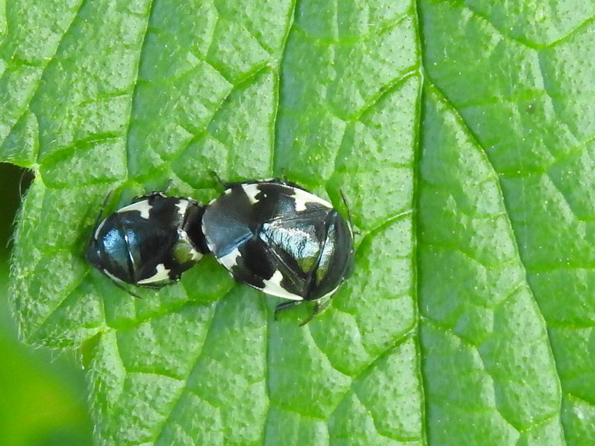 Tritomegas sexmaculatus - hatfoltos földipoloska